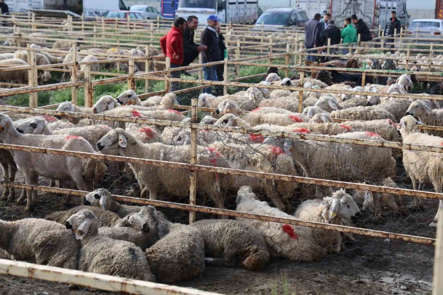 Aksaray’da Hayvan Pazarında Kurban Hareketliliği Yaşanıyor