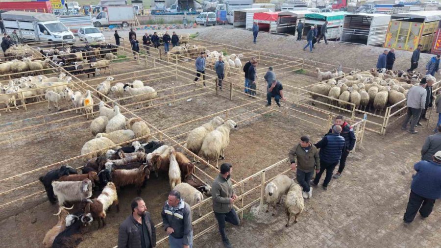 Aksaray’da Hayvan Pazarında Kurban Hareketliliği Yaşanıyor