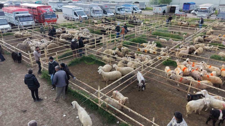 Aksaray’da Hayvan Pazarında Kurban Hareketliliği Yaşanıyor