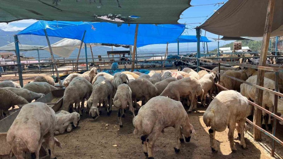 Alanya’da Kurban Pazarının Gözdesi 1 Ton 200 Kilogramlık Dana 450 Bin Tl’ye Alıcı Buldu