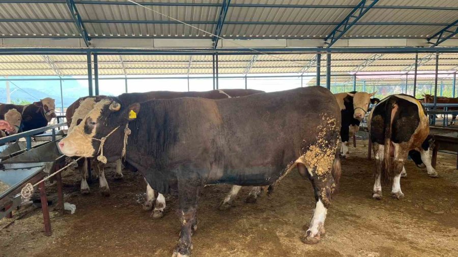 Alanya’da Kurban Pazarının Gözdesi 1 Ton 200 Kilogramlık Dana 450 Bin Tl’ye Alıcı Buldu