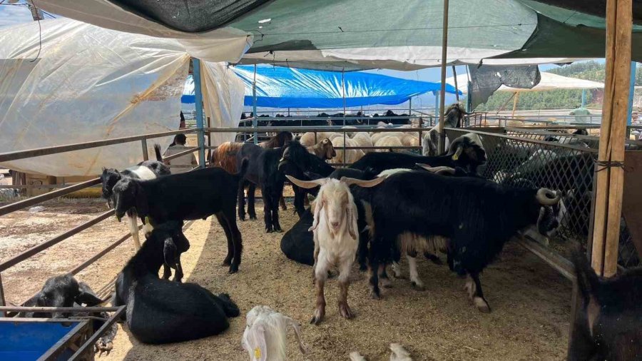 Alanya’da Kurban Pazarının Gözdesi 1 Ton 200 Kilogramlık Dana 450 Bin Tl’ye Alıcı Buldu