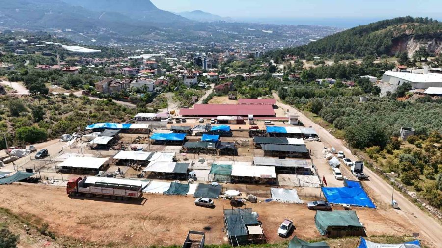 Alanya’da Kurban Pazarının Gözdesi 1 Ton 200 Kilogramlık Dana 450 Bin Tl’ye Alıcı Buldu