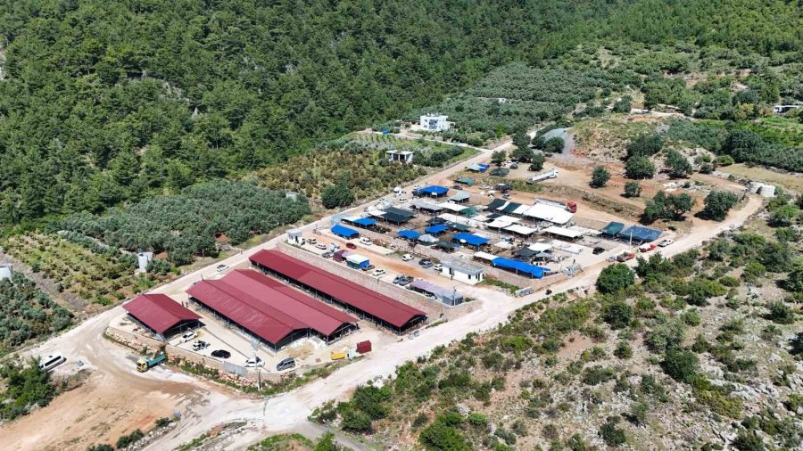 Alanya’da Kurban Pazarının Gözdesi 1 Ton 200 Kilogramlık Dana 450 Bin Tl’ye Alıcı Buldu