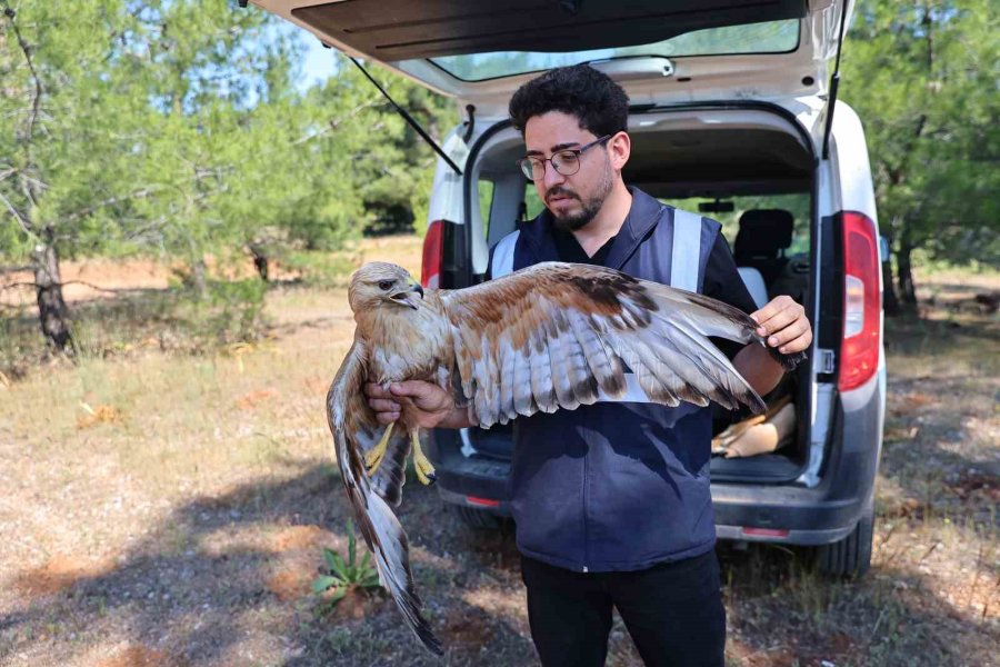 Kızıl Şahin Tedavisi Sonrası Yeniden Gökyüzüne Kavuştu