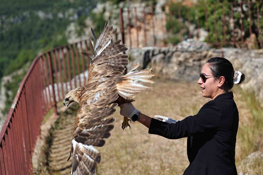 Kızıl Şahin Tedavisi Sonrası Yeniden Gökyüzüne Kavuştu