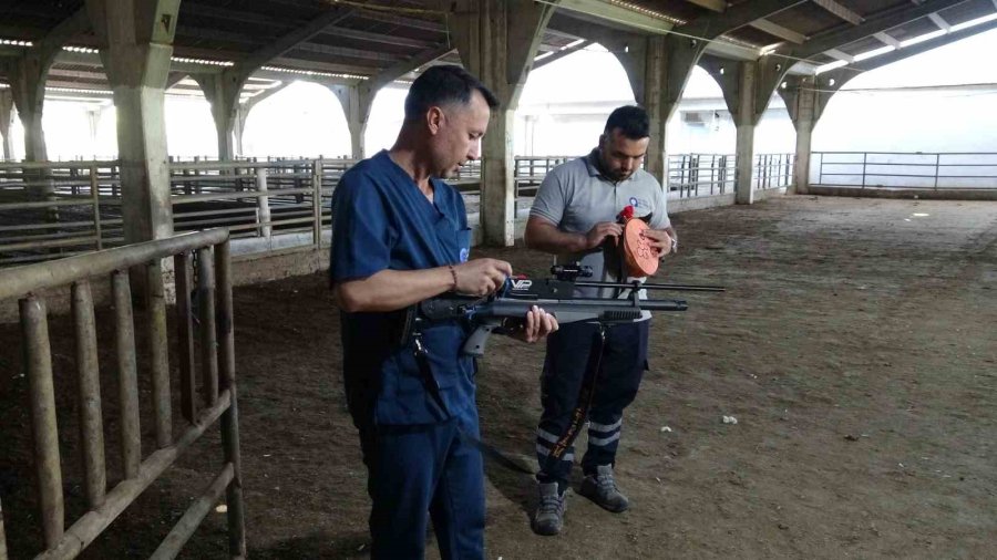 Antalya’da Kaçan Kurbanlıklar İçin Kurulan "kurban Yakalama Timi" Göreve Hazır
