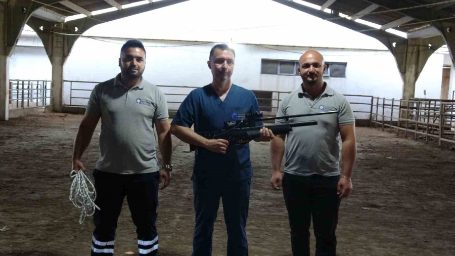Antalya’da Kaçan Kurbanlıklar İçin Kurulan "kurban Yakalama Timi" Göreve Hazır