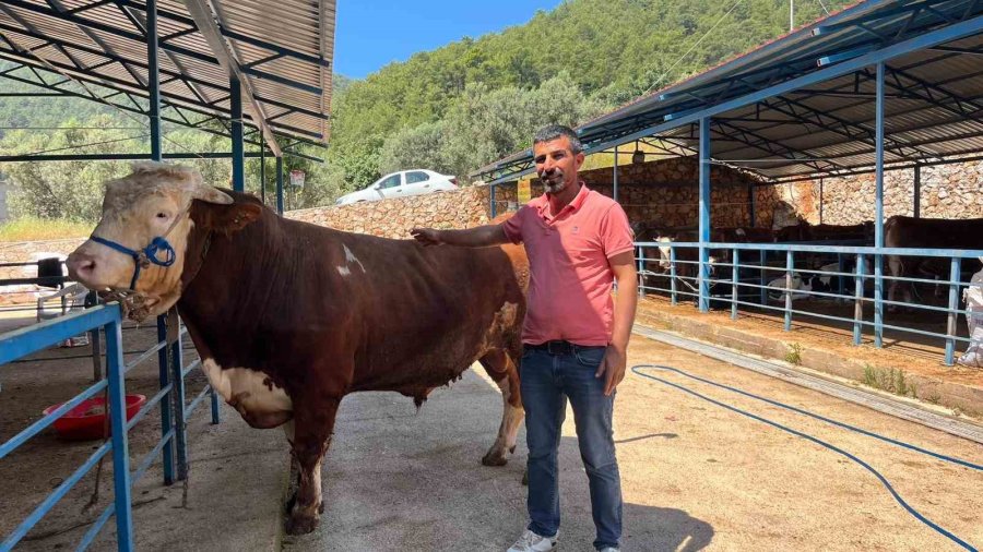 Alanya’da Kurban Pazarının Gözdesi 1 Ton 200 Kilogramlık Dana 450 Bin Tl’ye Alıcı Buldu