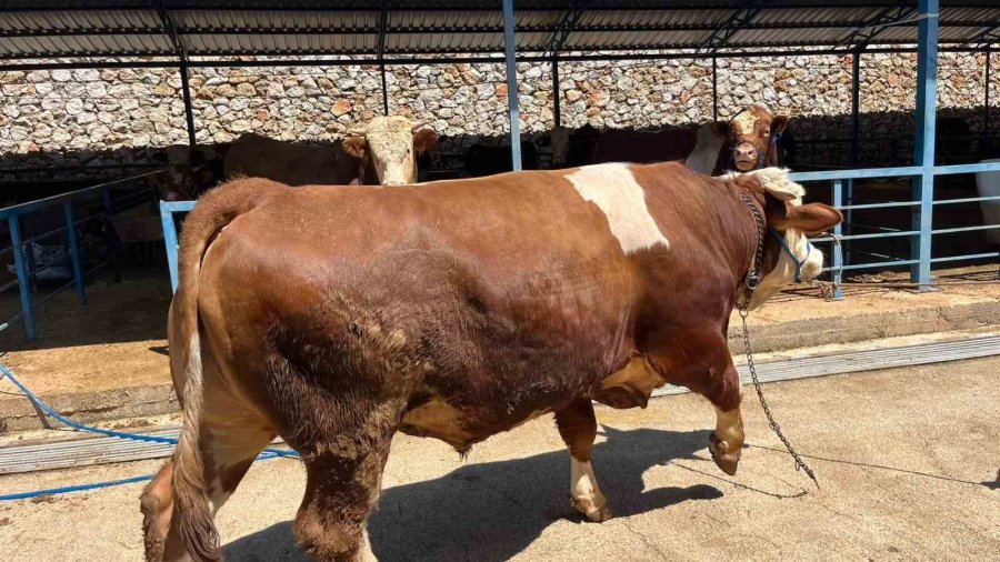 Alanya’da Kurban Pazarının Gözdesi 1 Ton 200 Kilogramlık Dana 450 Bin Tl’ye Alıcı Buldu