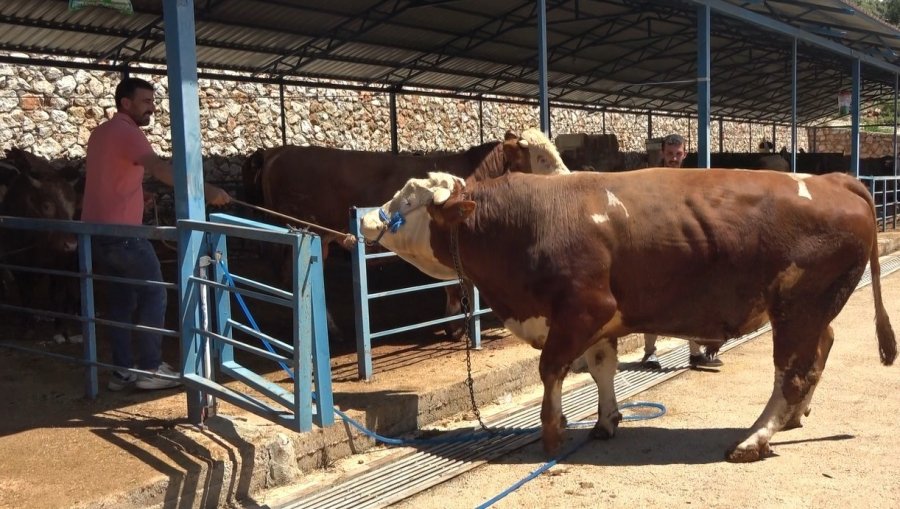 Alanya’da Kurban Pazarının Gözdesi 1 Ton 200 Kilogramlık Dana 450 Bin Tl’ye Alıcı Buldu