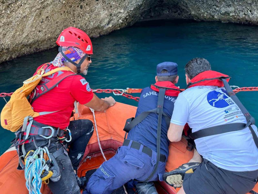 Antalya’da Akdeniz Foklarının Yeni Yaşam Alanı Keşfedilip Koruma Altına Alındı