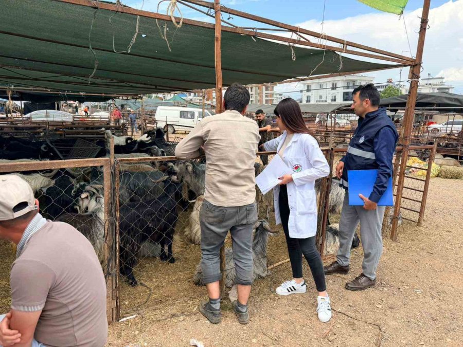 Kepez’de Kurban Satış Ve Kesim Yerleri Denetim Altında