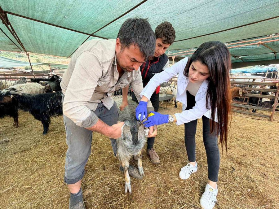 Kepez’de Kurban Satış Ve Kesim Yerleri Denetim Altında