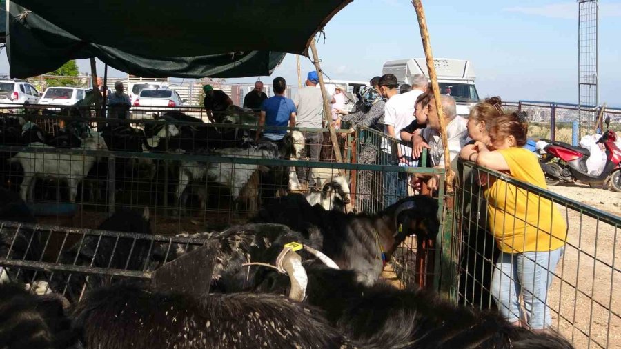 Mersin’de Kurbanlıklarda Kıran Kırana Pazarlıklar Başladı