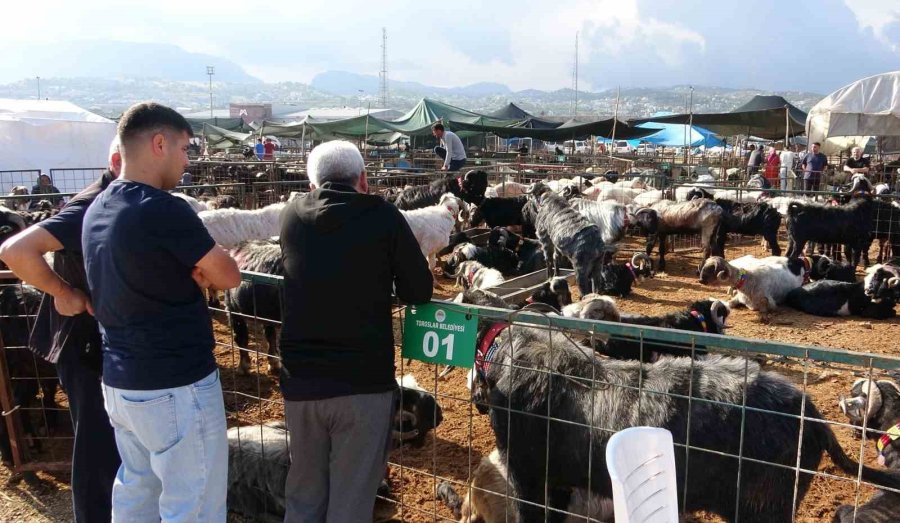 Mersin’de Kurbanlıklarda Kıran Kırana Pazarlıklar Başladı