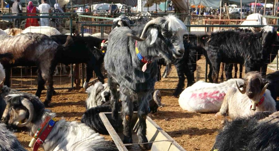 Mersin’de Kurbanlıklarda Kıran Kırana Pazarlıklar Başladı