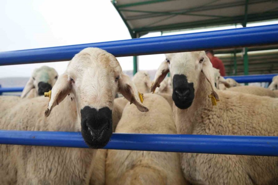 Niğde’de Hayvan Pazarında Bayram Bereketi Yaşanıyor