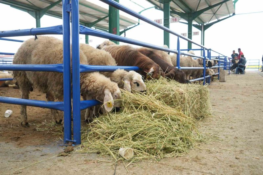 Niğde’de Hayvan Pazarında Bayram Bereketi Yaşanıyor