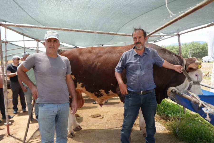 Antalya’da Kurban Pazarında Son Kozlar Oynandı: "zor Belayla Aldık, Çok Pazarlığını Yaptık"