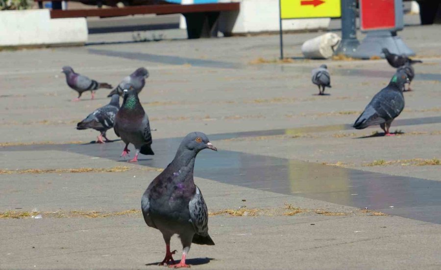 Nekropolde Güvercinleri Ölüme Götüren Dikenli Tel Ve Ağ Sistemi