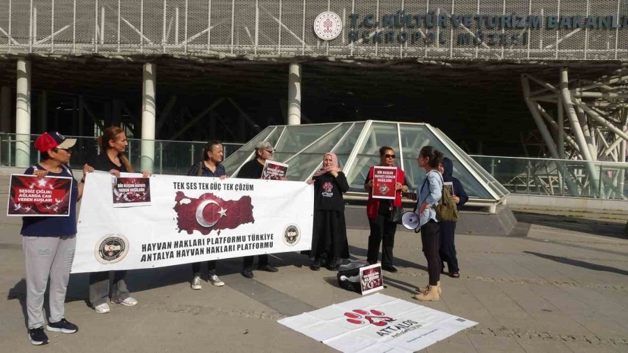 Nekropolde Güvercinleri Ölüme Götüren Dikenli Tel Ve Ağ Sistemi