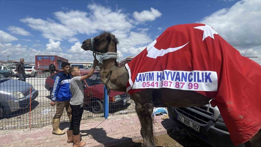 Kurban Pazarının Gözdesi Deve 330 Bin Tl’ye Satıldı
