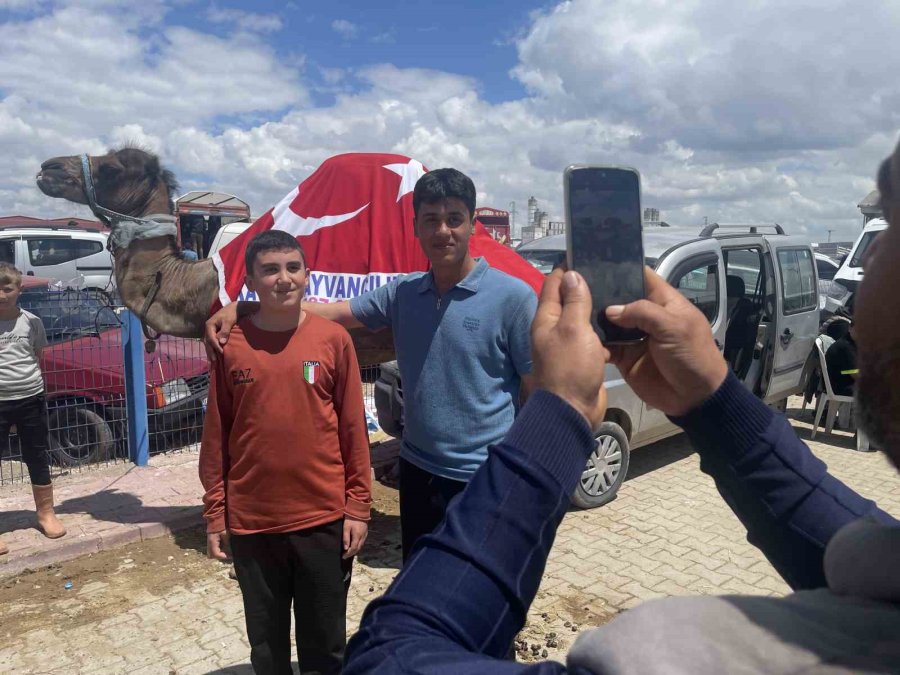 Kurban Pazarının Gözdesi Deve 330 Bin Tl’ye Satıldı
