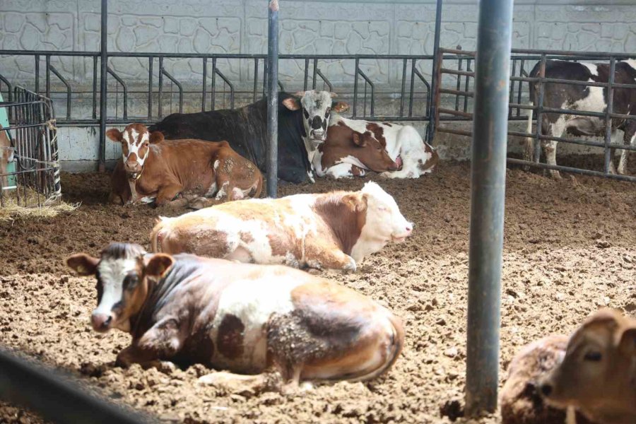 Uzmanı Uyardı: Et Doğru Pişirme Yöntemi İle Hazırlanmalı Ve C Vitamini İçeren Gıdalarla Tüketilmeli