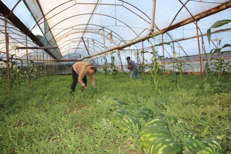 Çekirdek Karpuzun Hasadı Başladı: 3 Ayda Hasat Ediliyor, 1 Ayda Tükeniyor