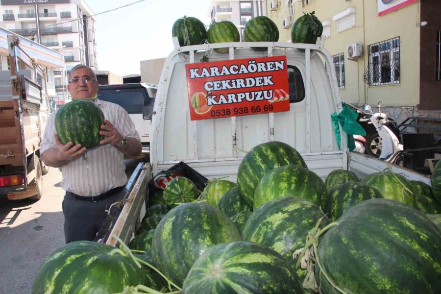 Çekirdek Karpuzun Hasadı Başladı: 3 Ayda Hasat Ediliyor, 1 Ayda Tükeniyor