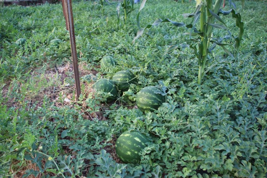 Çekirdek Karpuzun Hasadı Başladı: 3 Ayda Hasat Ediliyor, 1 Ayda Tükeniyor