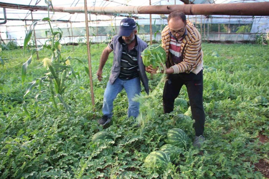 Çekirdek Karpuzun Hasadı Başladı: 3 Ayda Hasat Ediliyor, 1 Ayda Tükeniyor