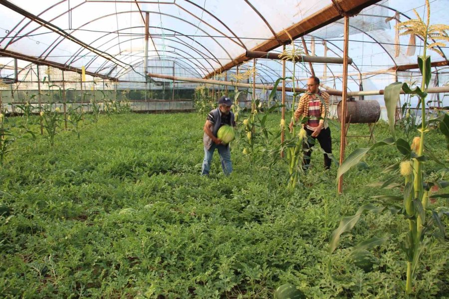 Çekirdek Karpuzun Hasadı Başladı: 3 Ayda Hasat Ediliyor, 1 Ayda Tükeniyor