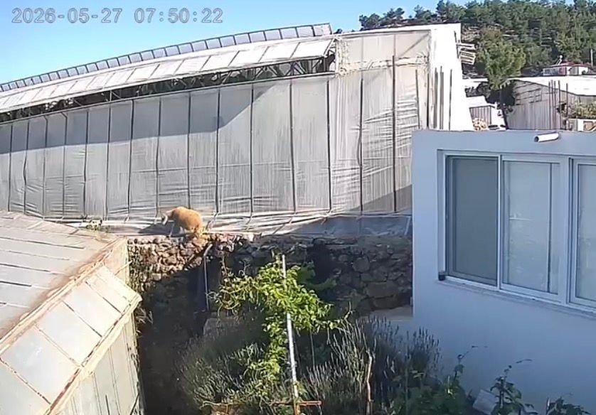 Mersin’de Kurbanlıklar Kaçtı, Bayram Neşesi Kameralara Yansıdı