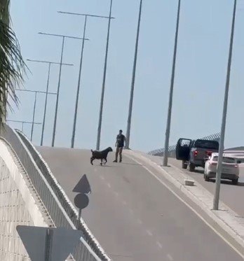 Mersin’de Kurbanlıklar Kaçtı, Bayram Neşesi Kameralara Yansıdı