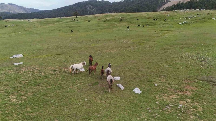 Kökenleri Osmanlı Süvari Atlarına Dayanan Toroslar’ın Özgür Ruhları Yılkı Atları