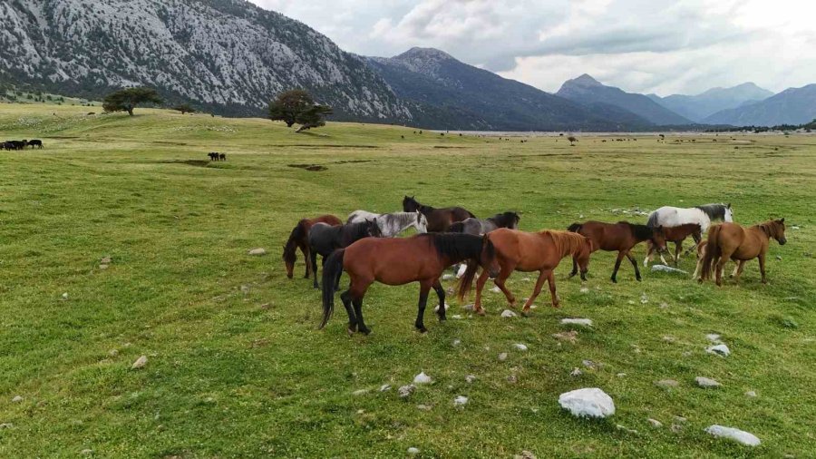 Kökenleri Osmanlı Süvari Atlarına Dayanan Toroslar’ın Özgür Ruhları Yılkı Atları