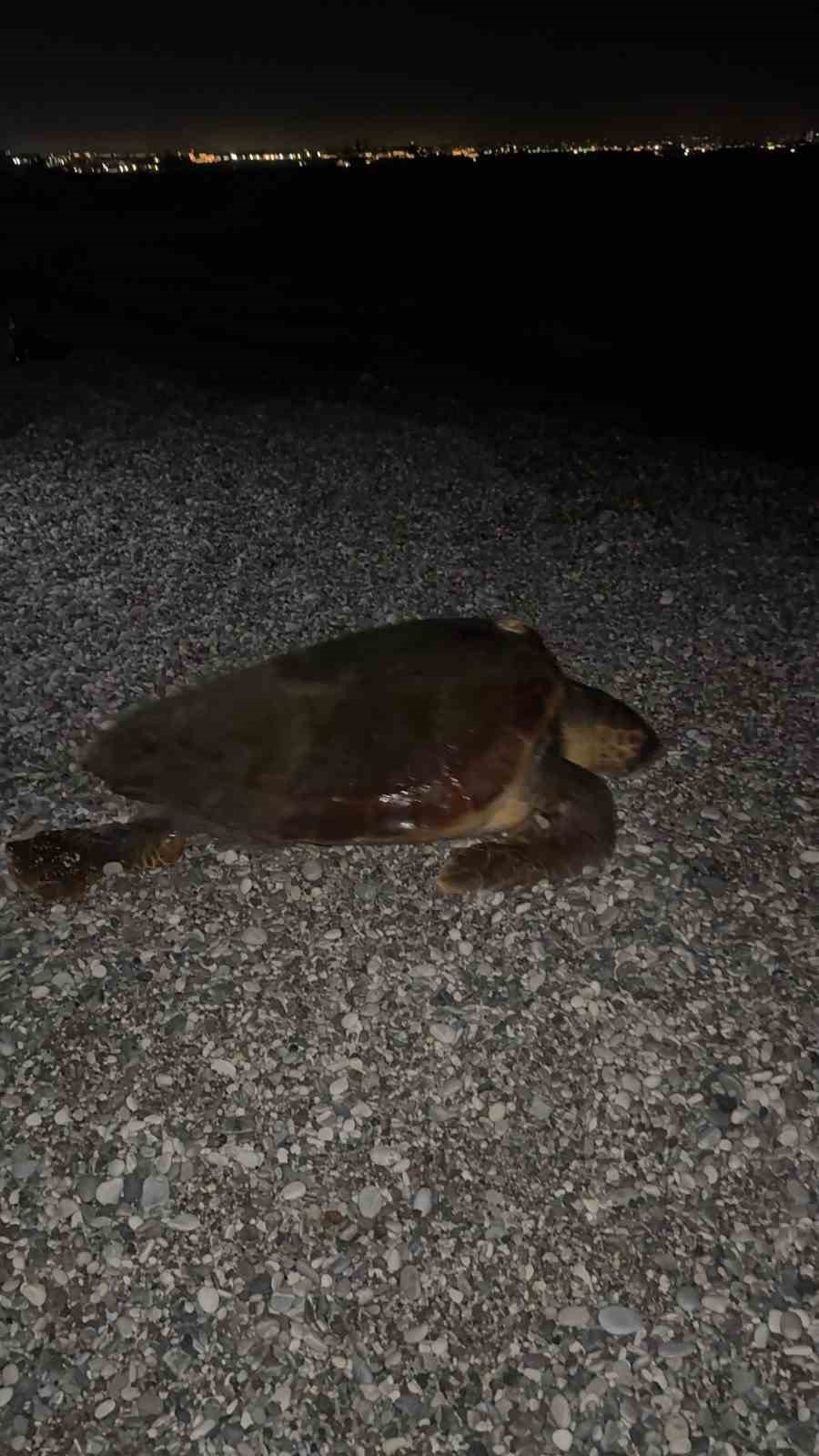 Sahilin Davetsiz Misafiri Dev Caretta Caretta
