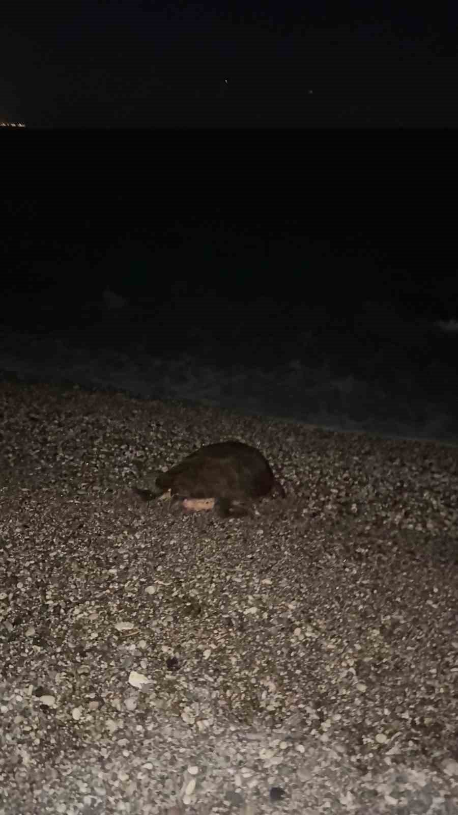 Sahilin Davetsiz Misafiri Dev Caretta Caretta