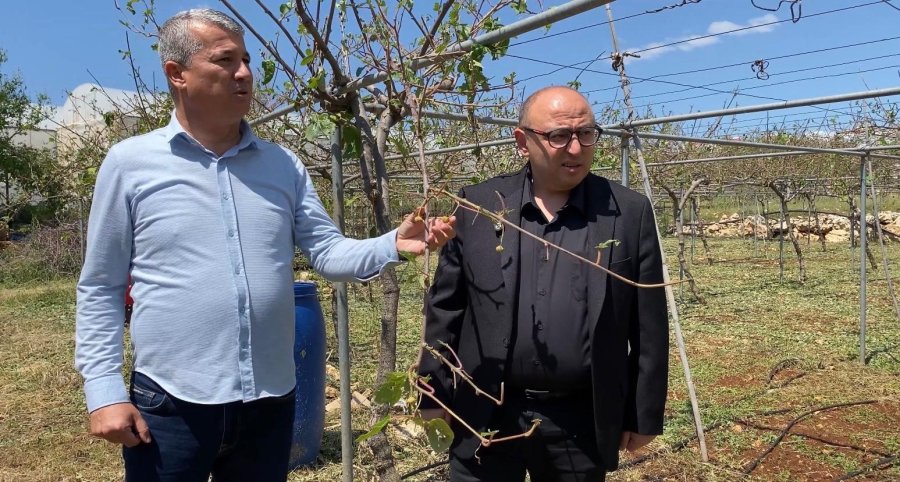 Mersin’de Dolu, Sebze Tarlaları Ve Meyve Bahçelerine Zarar Verdi