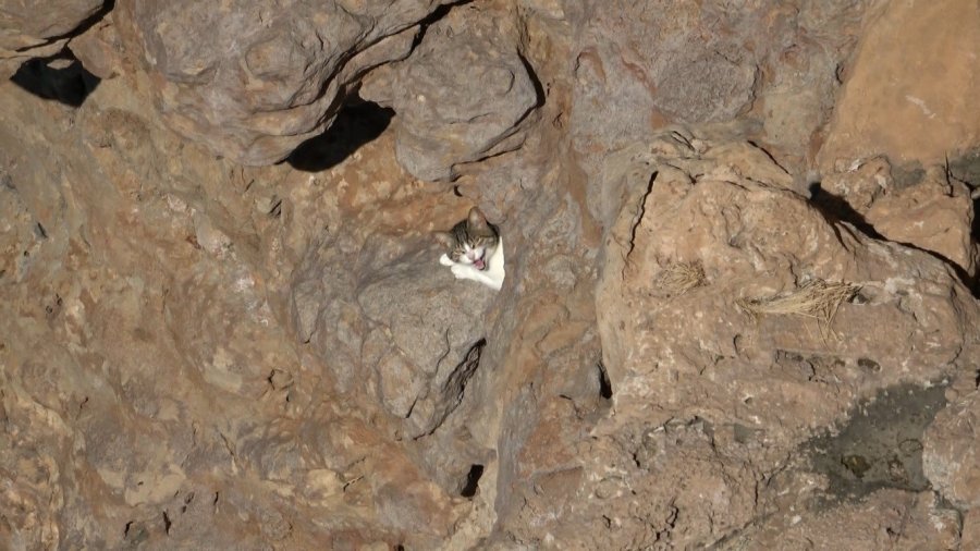 Falezlerde Mahsur Kalan Kedi, İtfaiyenin 1 Saatlik Çalışmasıyla Kurtarıldı