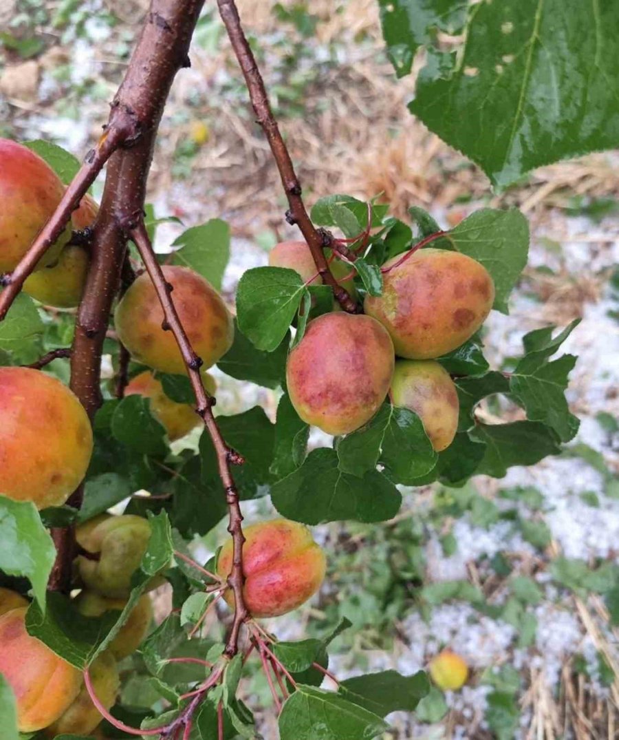 Dolu, Kayısı Ve Zeytinlere Zarar Verdi