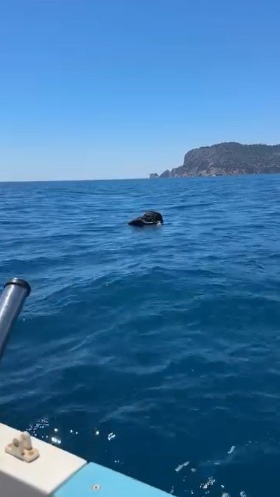Alanya Kalesi Açıklarında Denizde Ölü Keçi Bulundu