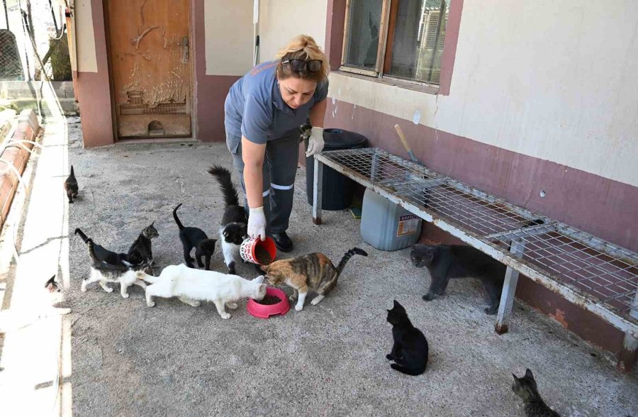 Kemer Belediyesi Can Dostları Yalnız Bırakmadı