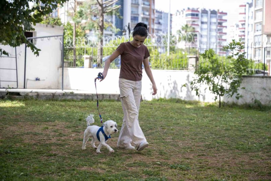 Mersin’de Sahiplendirme Kampanyasıyla Bin 927 Köpek Yeni Yuvasına Kavuştu