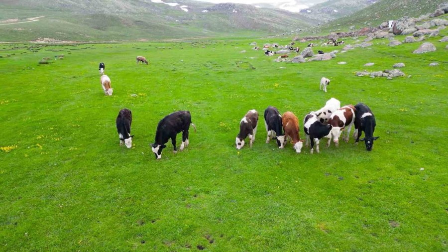 Niğde’de Yağışlarla Canlanan Ketençimen Yaylası Doğaseverlerin Gözdesi Oldu