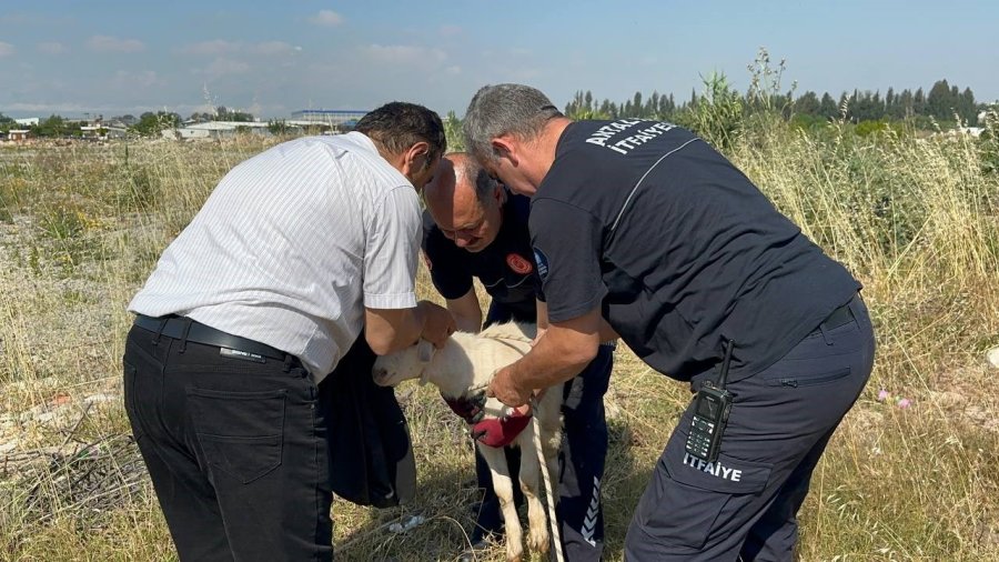 Otlarken Kanalizasyon Çukuruna Düşen Oğlak, Çıkardığı Sesle Kurtuldu