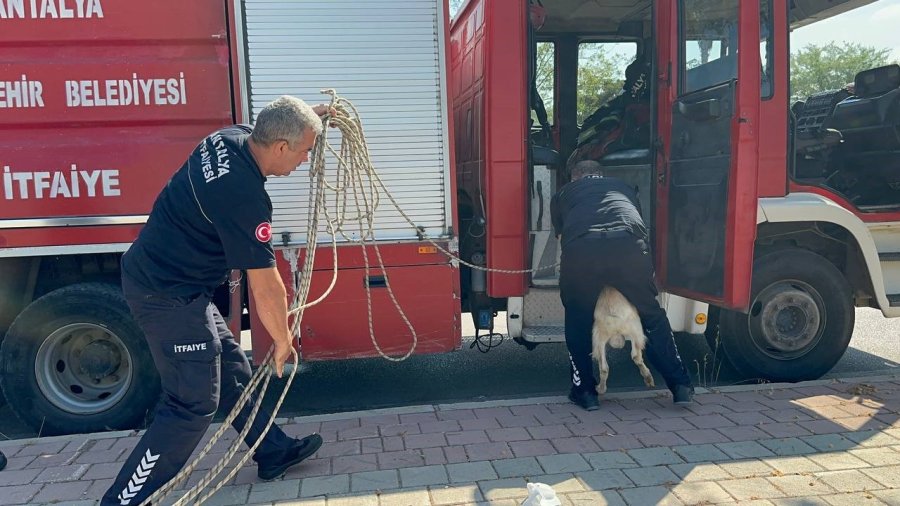 Otlarken Kanalizasyon Çukuruna Düşen Oğlak, Çıkardığı Sesle Kurtuldu