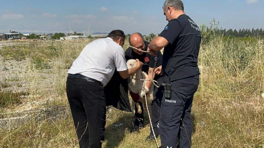 Otlarken Kanalizasyon Çukuruna Düşen Oğlak, Çıkardığı Sesle Kurtuldu
